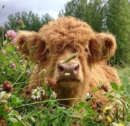 Theorbi™ Highland Cow Plush Toy